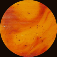 Speckled Amber
